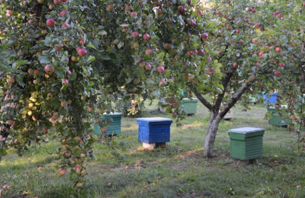 Bitininkai kviečiami pasinaudoti parama papildomam bičių maitinimui