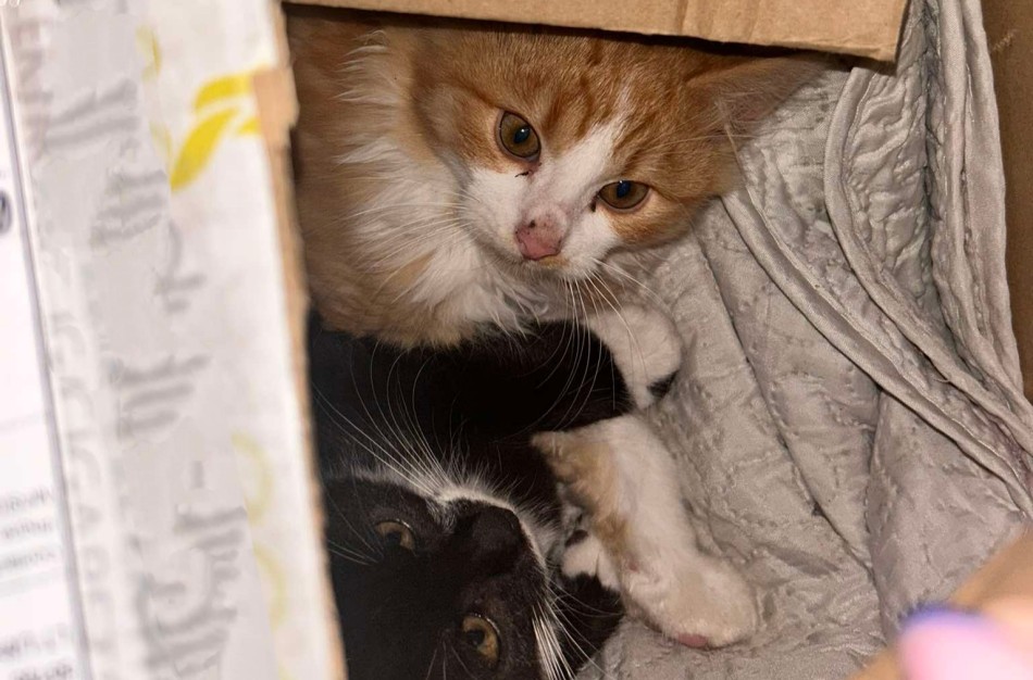 Jonaviečių šeima praėjo kryžiaus kelius, kol iš prieglaudos galėjo gauti du kačiukus