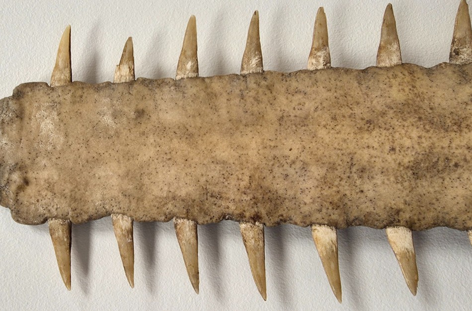 Nustatytas neteisėtos prekybos atvejis pjūklažuvės dalimi: asmeniui pradėta administracinė teisena