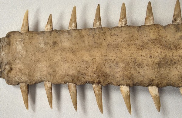 Nustatytas neteisėtos prekybos atvejis pjūklažuvės dalimi: asmeniui pradėta administracinė teisena