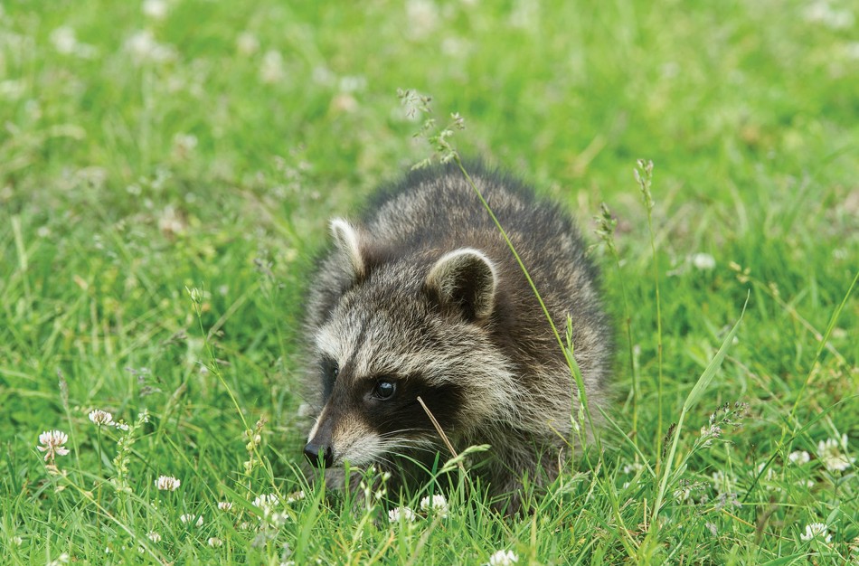 Meškėnas – invazinė rūšis mūsų krašte