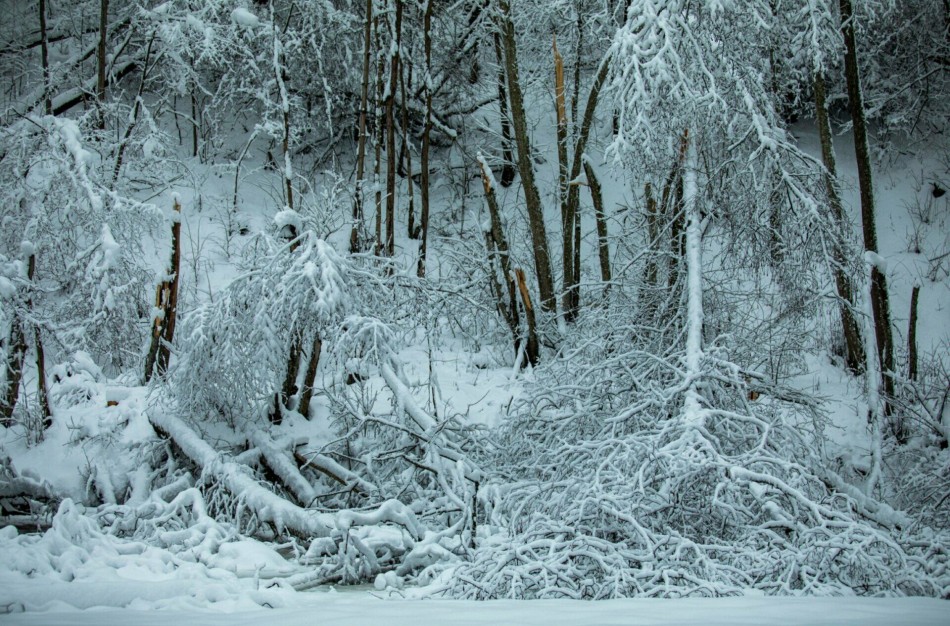 Gresiant smarkiam snygiui, VMT ragina savininkus ir valdytojus apžiūrėti miško plotus