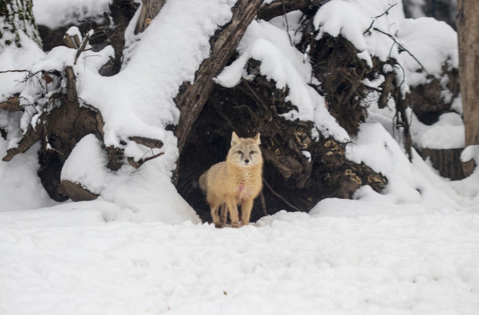 Lietuvos zoologijos sodas skelbia paskutinę šiais metais nemokamo apsilankymo dieną 