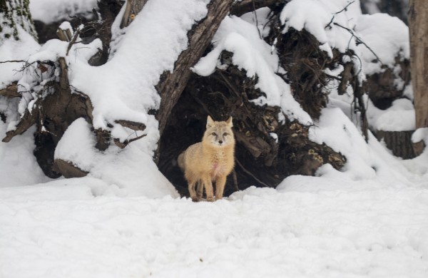 Lietuvos zoologijos sodas skelbia paskutinę šiais metais nemokamo apsilankymo dieną