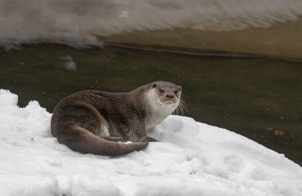 Lietuvos zoologijos sodas skelbia paskutinę šiais metais nemokamo apsilankymo dieną 