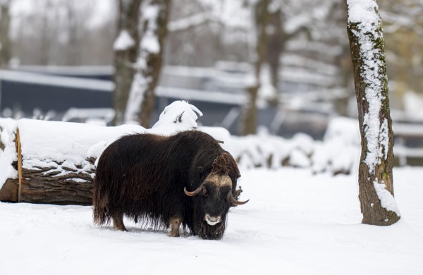 Lietuvos zoologijos sodas skelbia paskutinę šiais metais nemokamo apsilankymo dieną 