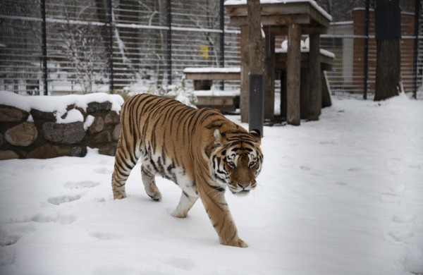 Lietuvos zoologijos sodas skelbia paskutinę šiais metais nemokamo apsilankymo dieną 