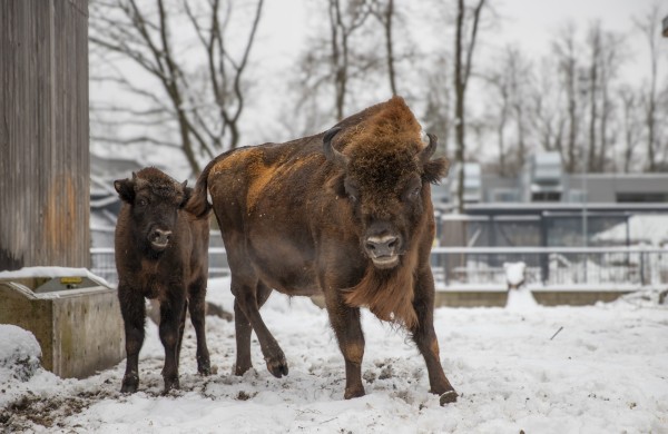 Lietuvos zoologijos sodas skelbia paskutinę šiais metais nemokamo apsilankymo dieną 