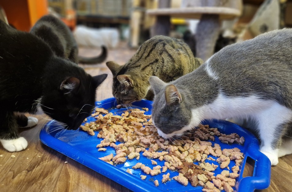 Alergija, atostogos ar atsakomybės baimė? Dažniausios priežastys, kodėl po Kalėdų keturkojai grįžta į prieglaudą