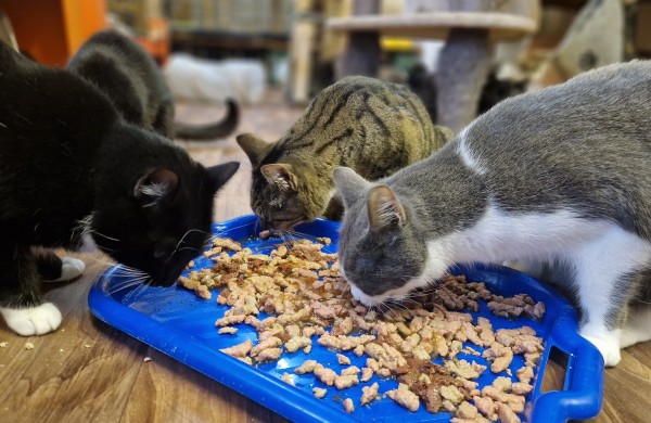 Alergija, atostogos ar atsakomybės baimė? Dažniausios priežastys, kodėl po Kalėdų keturkojai grįžta į prieglaudą