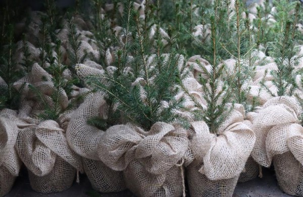 Akcija „Eglutė“ – miškininkai ir policijos pareigūnai vairuotojams dovanos kalėdinius medelius