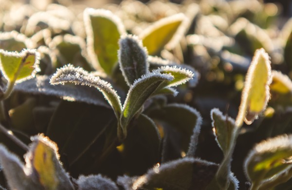 Nukentėjusiems nuo šalnų bus išmokėta 3,3 mln. Eur parama