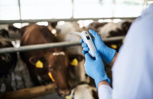 Nuo nelaimių apsaugoti gyvūnai – ramesnės žiemos šventės