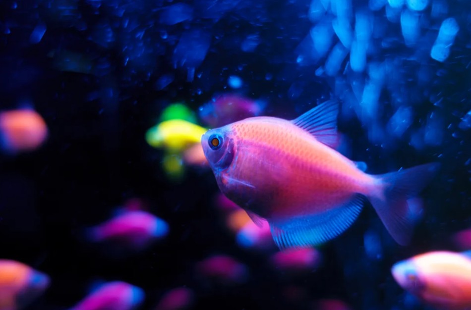 Švytinčios žuvytės akvariumuose: ką verta žinoti ir kada reaguoti