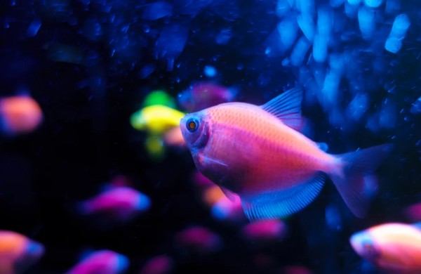 Švytinčios žuvytės akvariumuose: ką verta žinoti ir kada reaguoti