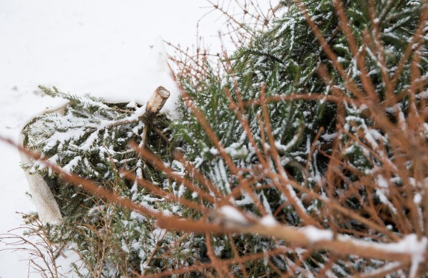 Metas nupuošti eglutes. Kaip rūšiuoti šventines atliekas?