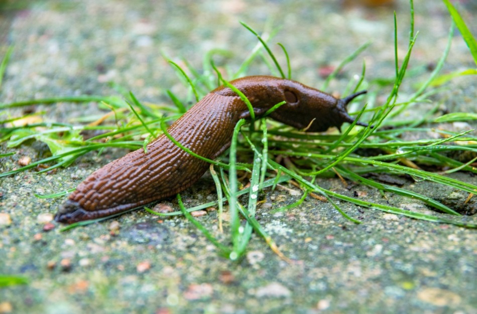 Paskelbtas kvietimas teikti paraiškas invazinių rūšių naikinimui