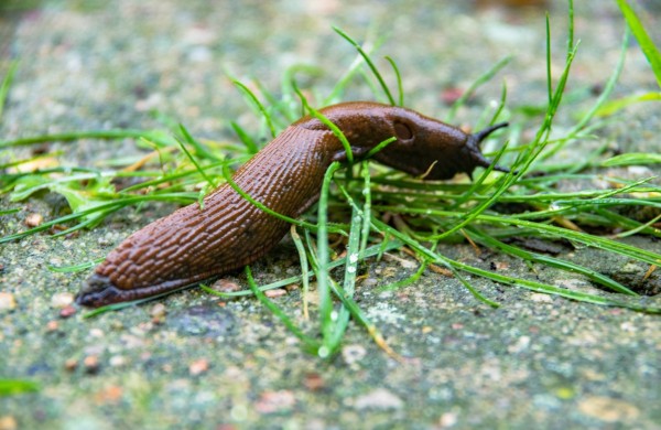 Paskelbtas kvietimas teikti paraiškas invazinių rūšių naikinimui