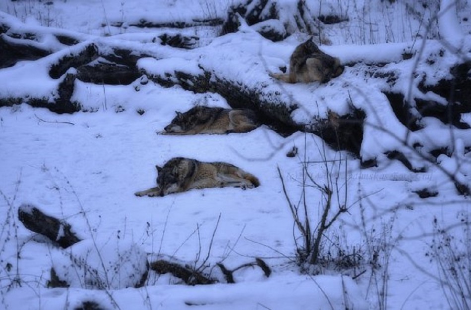 Apsauga nuo vilkų: kompensuojama iki 90 proc. išlaidų