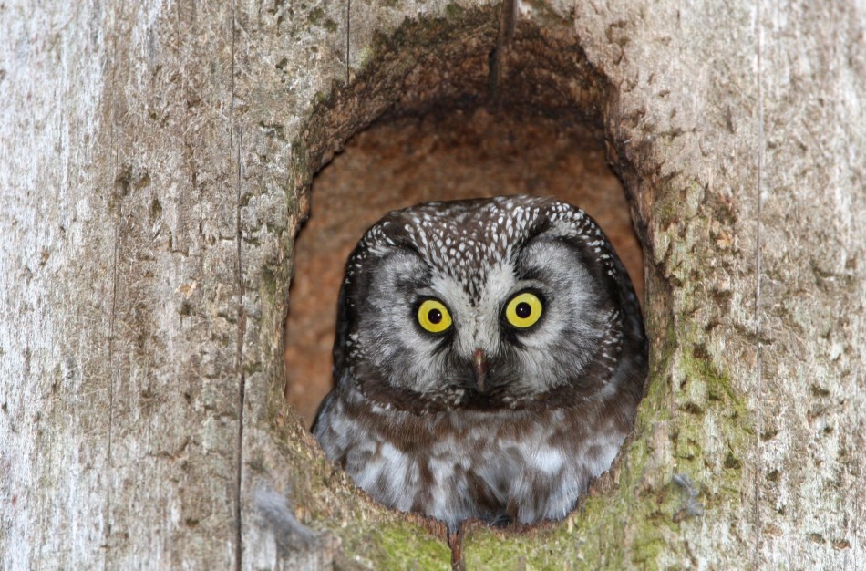 Prasideda informavimas apie Natura 2000 apsaugos tikslus