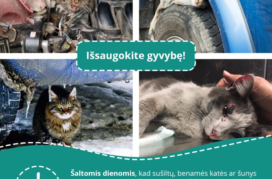 Specialistai įspėja: nuo -15°C lauke laikomus gyvūnus reikia įvesti į vidaus patalpas
