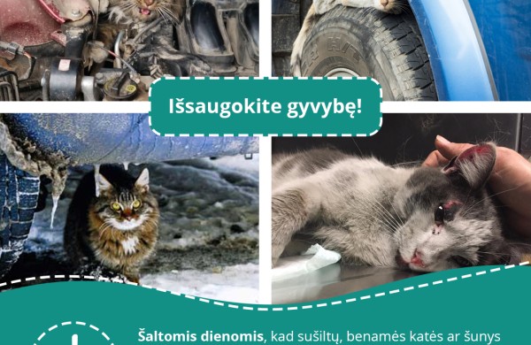 Specialistai įspėja: nuo -15°C lauke laikomus gyvūnus reikia įvesti į vidaus patalpas