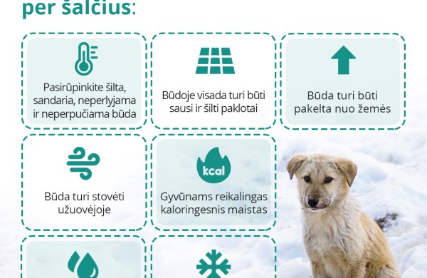 Specialistai įspėja: nuo -15°C lauke laikomus gyvūnus reikia įvesti į vidaus patalpas