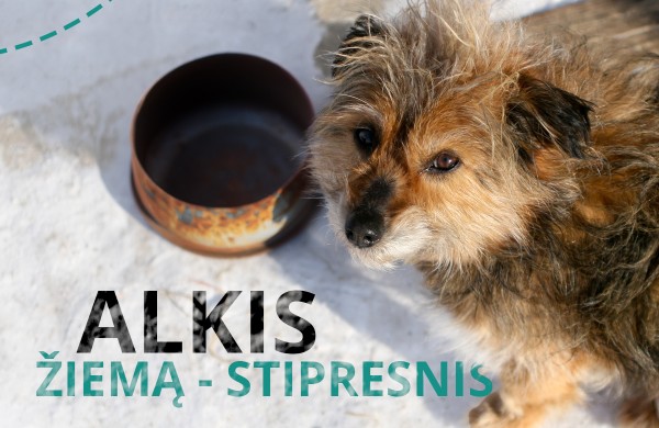 Specialistai įspėja: nuo -15°C lauke laikomus gyvūnus reikia įvesti į vidaus patalpas