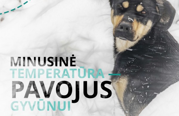 Specialistai įspėja: nuo -15°C lauke laikomus gyvūnus reikia įvesti į vidaus patalpas