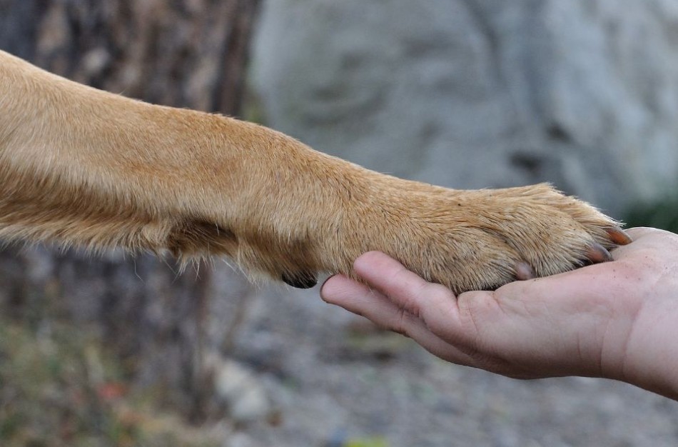 Gyventojai masiškai praneša apie gyvūnų pažeidimus: kas trečias atvejis pasitvirtina