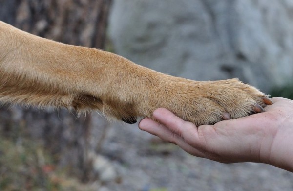 Gyventojai masiškai praneša apie gyvūnų pažeidimus: kas trečias atvejis pasitvirtina