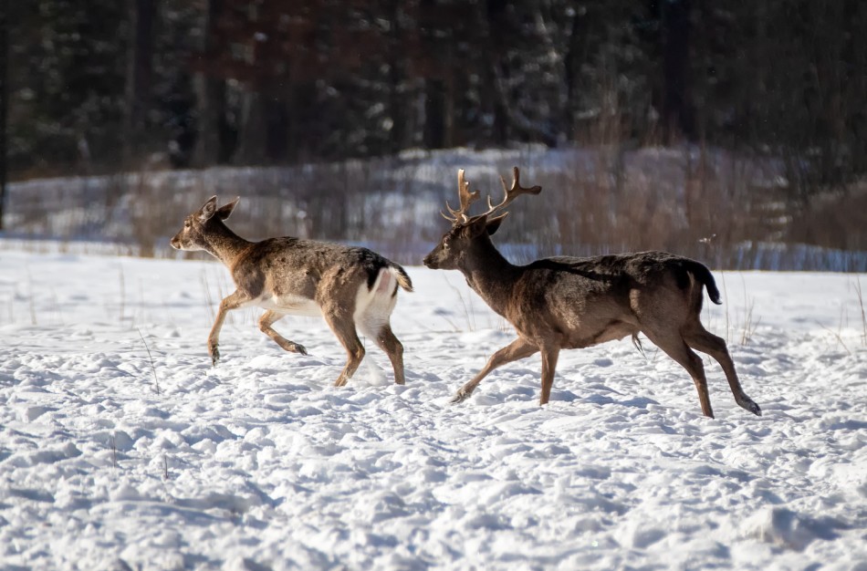 Sugrįžus tikrai žiemai, miškuose prasidėjo baltasis badas
