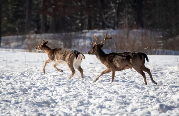Sugrįžus tikrai žiemai, miškuose prasidėjo baltasis badas