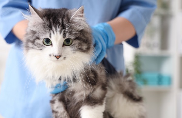 Veterinarai akcentuoja: katės sterilizacija – prevencija nuo ligų