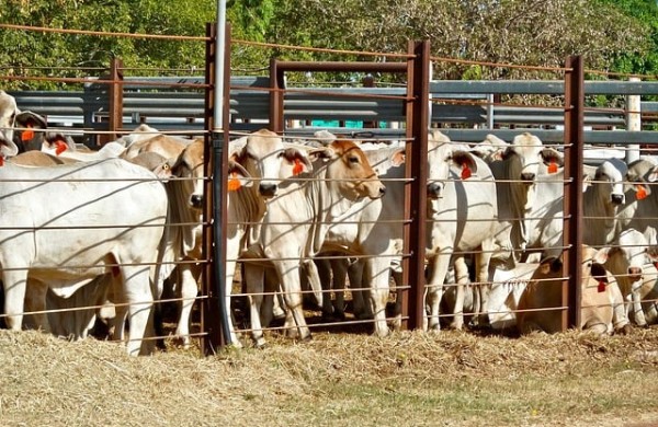 Skerdyklų uždarymo siekianti Europos piliečių iniciatyva sulaukė europiečių palaikymo